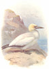 BIRDS. Gannet  1901 old antique vintage print picture
