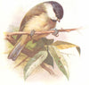 BIRDS. Marsh Tit  1901 old antique vintage print picture