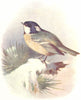 BIRDS. Cole Tit. (4 5) 1901 old antique vintage print picture