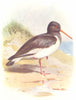 BIRDS. Oyster-Catcher  1901 old antique vintage print picture