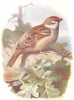 BIRDS. Tree Sparrow  1901 old antique vintage print picture