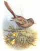 BIRDS. Dartford Warbler  1901 old antique vintage print picture