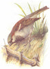 BIRDS. House Sparrow  1901 old antique vintage print picture