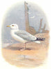 BIRDS. Herring Gull  1901 old antique vintage print picture