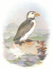 BIRDS. Puffin  1901 old antique vintage print picture
