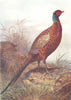 BIRDS. Pheasant  1901 old antique vintage print picture