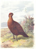 BIRDS. Grouse  1901 old antique vintage print picture
