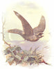 BIRDS. Night-Jar  1901 old antique vintage print picture