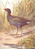 BIRDS. Moor, Water Hen  1901 old antique vintage print picture