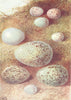 EGGS. Gold-bull-chaffinch; Magpie; Raven; Linnet; Rook 1901 antique print