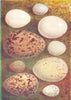 EGG. Nuthatch; Seagull; Woodpecker; Kingfisher; Moorhen 1901 old antique print