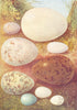 EGGS. Pied Wagtail; Woodcock; Swift; Black-Headed Gull 1901 old antique print