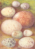 EGGS. Water Rail; Jack Snipe; Chough; Fieldfare; Puffin 1901 old antique print
