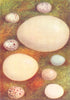 EGGS. Tree Sparrow; Brambling; Whinchat; Scoter 1901 old antique print picture