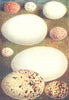 EGGS. Rock Pipit; Cormorant; Creeper; Gannet; Quail 1901 old antique print