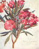 TUSCANY TOSCANA. Pink Oleander Blossom, the 
