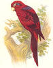 BIRDS. Blue-Striped Lory c1870 old antique vintage print picture