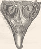 BIRDS. Head of an Eagle, Structure Eye c1870 old antique vintage print picture