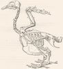 BIRDS. Skeleton of a bird c1870 old antique vintage print picture