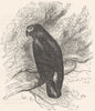 BIRDS. Cracker. Parrot. Jako c1870 old antique vintage print picture