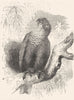 BIRDS. Cracker. Parrot. Maitakka c1870 old antique vintage print picture