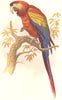 CRACKER. Arara. Scarlet Macaw(1 Quarter life) c1870 old antique print picture
