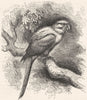 BIRDS. Cracker. Arara. Garuba c1870 old antique vintage print picture