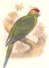 CRACKER. Long-Tailed Parrot, Parrakeet. Ground(Life) c1870 old antique print