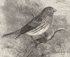 BIRDS. Passerine. Bullfinch. Canary c1870 old antique vintage print picture