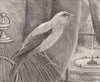 BIRDS. Passerine. Bullfinch. Tame Canary c1870 old antique print picture