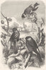 BIRDS. Passerine. Finch. Siskin, Bullfinch Goldfinch c1870 antique print