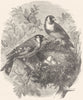 BIRDS. Passerine. Finch. GoldFinch & Nest c1870 antique print picture