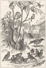 PASSERINE SPARROW. Winter visitors to village c1870 old antique print picture