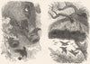 BIRDS. Passerine. Weaver. Nest Mahali Bird; Social c1870 old antique print