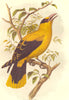 BIRDS. Passerine Weaver Sharp-Billed Oriole c1870 old antique print picture