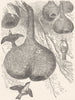 BIRDS. Breeding-Nest Golden-fronted Weaver bird c1870 antique print
