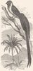 BIRDS. Passerine. Ouidah Widow. Paradise Bird c1870 old antique print picture