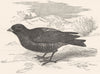 BIRDS. Passerine. Lark. Moor c1870 old antique vintage print picture