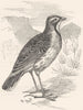 BIRDS. Passerine. Lark. Sentry c1870 old antique vintage print picture