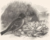 BIRDS. Raven. Starling. Spotted Collar Bird c1870 old antique print picture