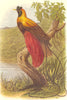 BIRDS. Raven. Bird of Paradise. Ruby c1870 old antique vintage print picture