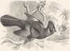 RAVEN. Plantain Eater. White-cheeked Helmet Bird c1870 old antique print