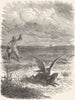 BIRDS. Catcher. Bird of Prey. Oriental Falconry c1870 old antique print