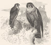 BIRDS. Catcher. Bird of Prey. Peregrine Falcon c1870 old antique print picture