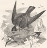 BIRDS. Catcher. Bird of Prey. Tree Falcon c1870 old antique print picture