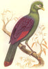 BIRDS. Catcher. Bird Prey. Purple Crested Corythaix c1870 old antique print
