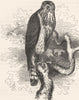 BIRDS. Catcher. Hawk. Gos c1870 old antique vintage print picture