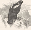 BIRDS. Raptorial. Eagle. Imperial c1870 old antique vintage print picture