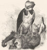BIRDS. Raptorial. Eagle. Harpy c1870 old antique vintage print picture