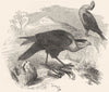 BIRDS. Raptorial. Vulture Falcons. Carancho Traro c1870 old antique print